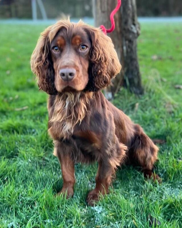 Stunning Cocker Pups - Excellent Breeding - Image 2 of 11