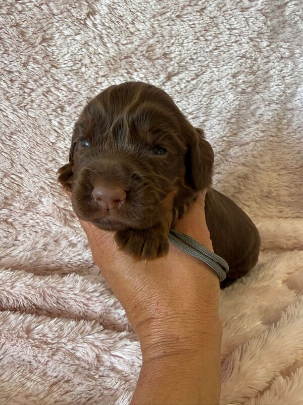 Stunning Cocker Pups - Excellent Breeding - Image 4 of 11
