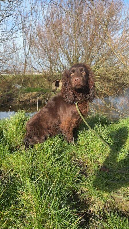 Stunning Cocker Pups - Excellent Breeding - Image 5 of 11