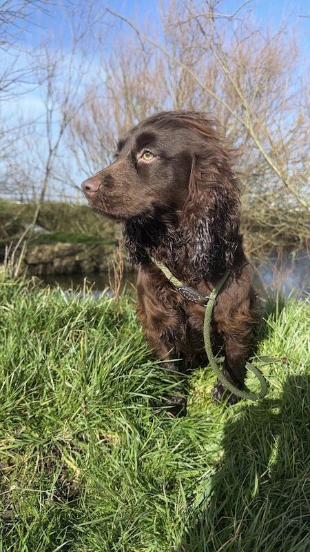 Stunning Cocker Pups - Excellent Breeding - Image 6 of 11