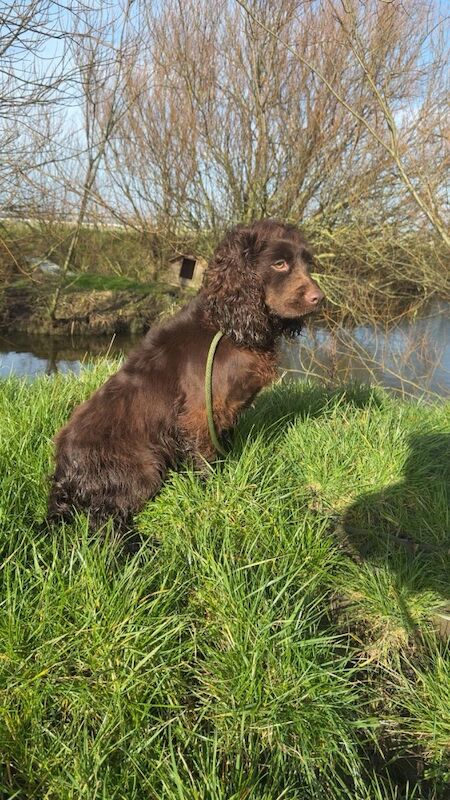 Stunning Cocker Pups - Excellent Breeding - Image 7 of 11