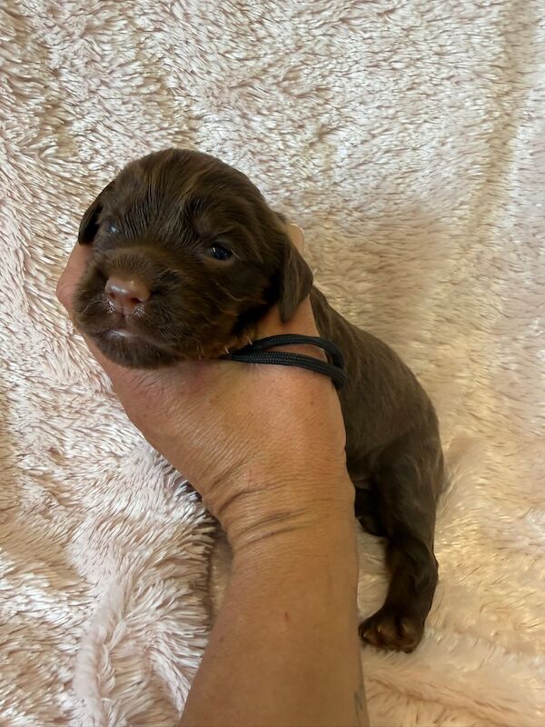Stunning Cocker Pups - Excellent Breeding - Image 8 of 11
