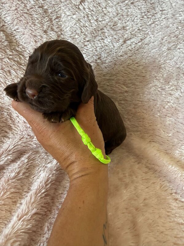 Stunning Cocker Pups - Excellent Breeding - Image 9 of 11