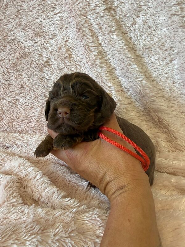 Stunning Cocker Pups - Excellent Breeding - Image 10 of 11