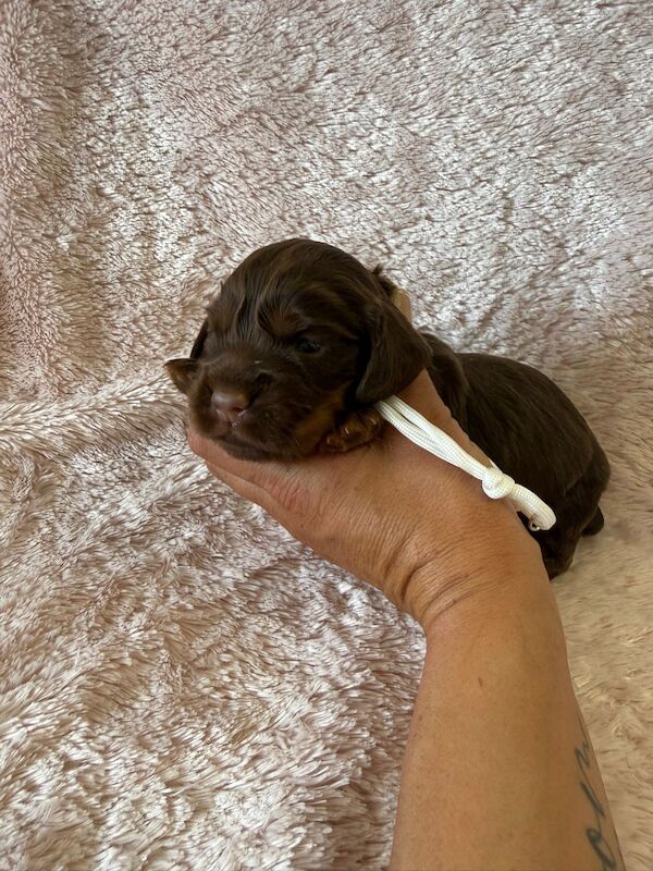 Stunning Cocker Pups - Excellent Breeding - Image 11 of 11