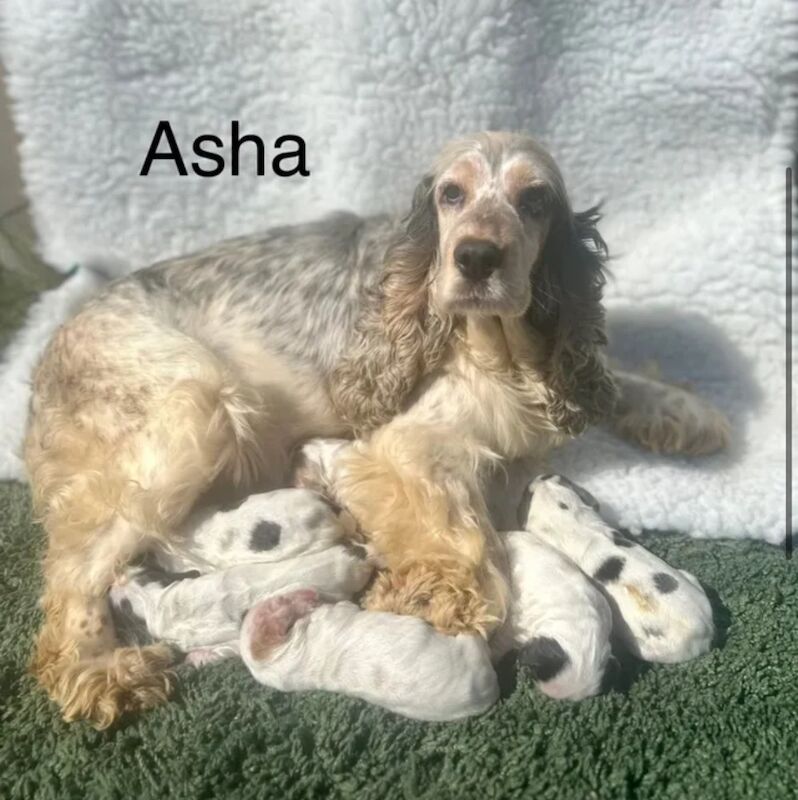 Stunning cocker spaniel boy pups for sale in Upwell, Norfolk