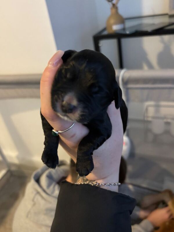 Cocker Spaniel puppies for sale in Halton, West Yorkshire – 3 weeks old - Image 2 of 4