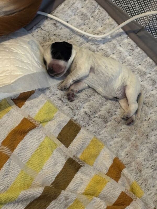 Cocker Spaniel puppies for sale in Halton, West Yorkshire – 3 weeks old - Image 4 of 4