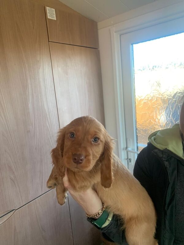 Cocker Spaniel puppies for sale in Wingate, County Durham – 1 year old - Image 2 of 3