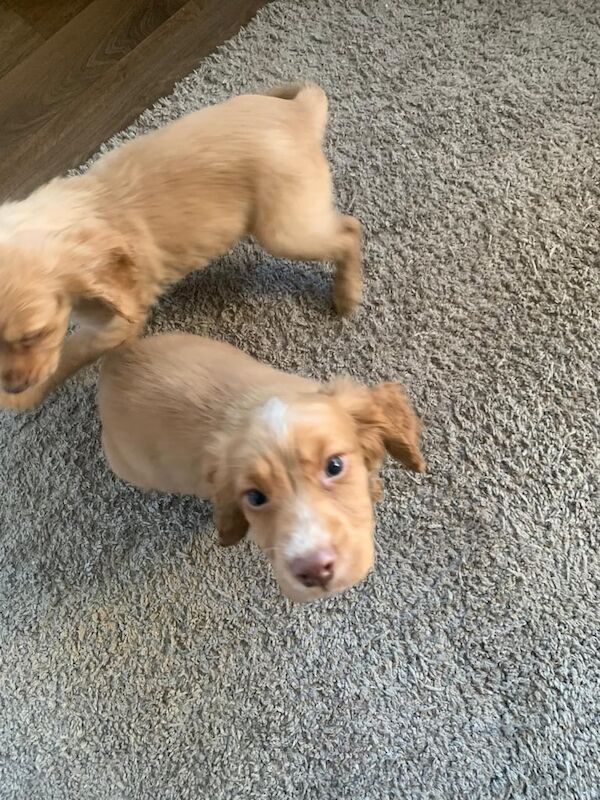 Cocker Spaniel puppies for sale in Wingate, County Durham – 1 year old - Image 3 of 3