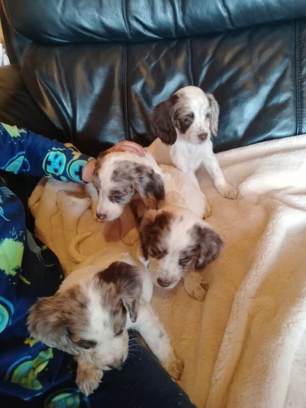 Cocker Spaniel puppies for sale in Rosyth, Fife – 10 months old - Image 2 of 3