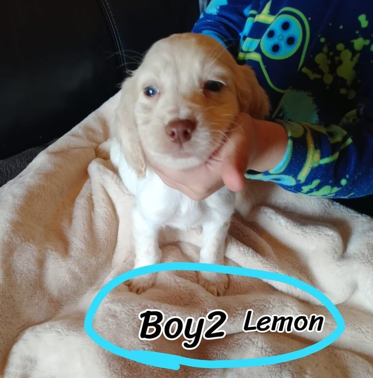 Cocker Spaniel puppies for sale in Rosyth, Fife – 10 months old - Image 3 of 3