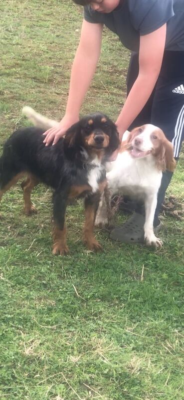 Cocker Spaniel puppies for sale in Middlesbrough, North Yorkshire – 8 weeks old
