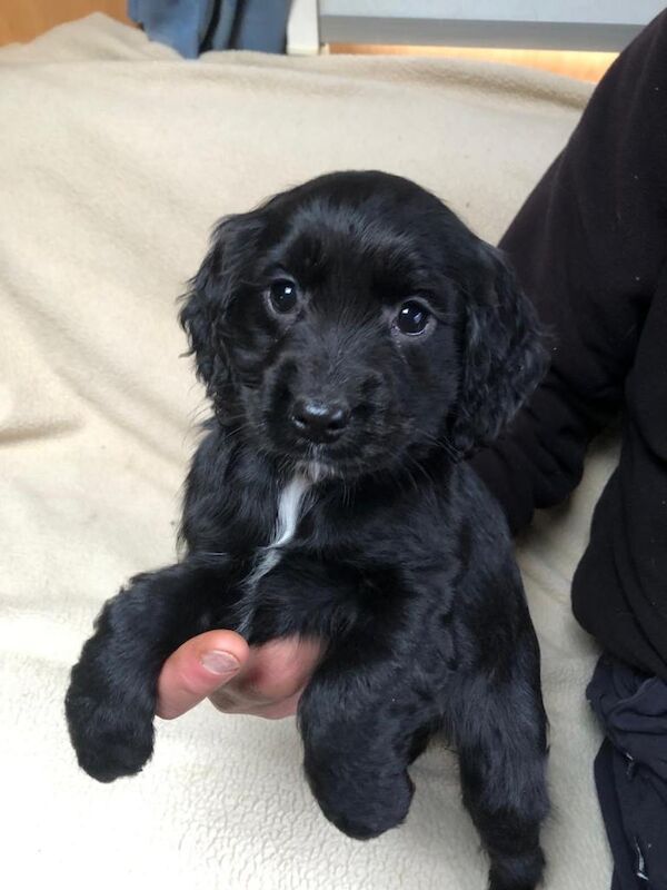 Cocker Spaniel puppies for sale in Galashiels, Roxburgh, Ettrick and Lauderdale – 9 weeks old