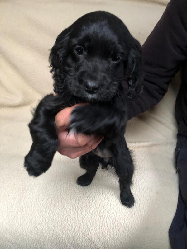 Stunning Cocker Spaniel Puppies - Image 2 of 4