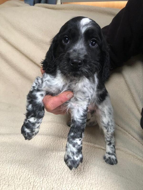 Stunning Cocker Spaniel Puppies - Image 3 of 4