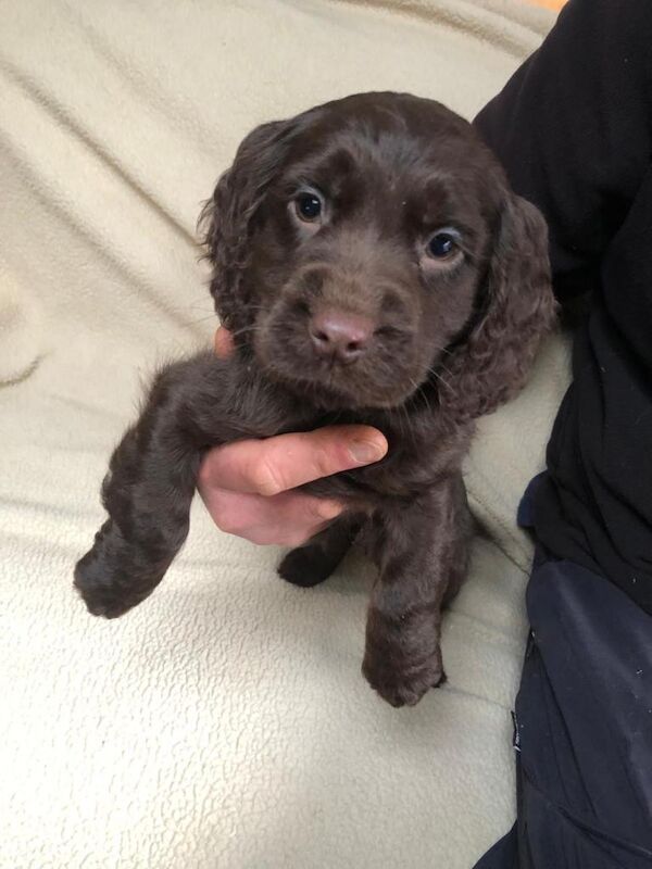 Stunning Cocker Spaniel Puppies - Image 4 of 4