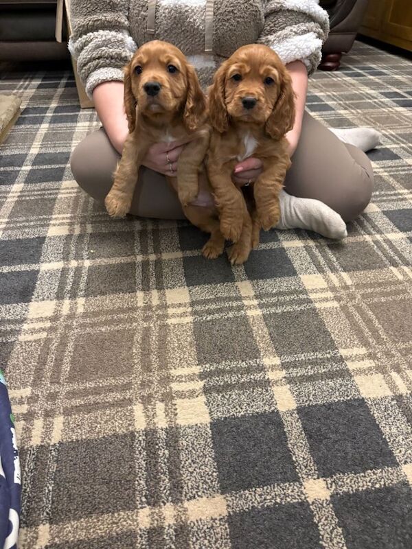 Cocker Spaniel puppies for sale in Bishop Auckland, County Durham – KC registered, 7 weeks old