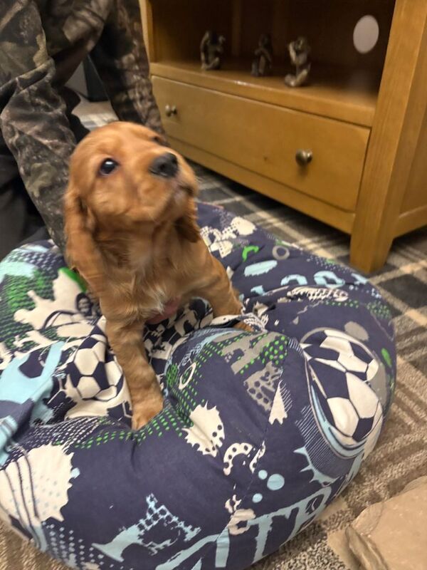 Cocker Spaniel puppies for sale in Bishop Auckland, County Durham β KC registered, 7 weeks old - Image 2 of 6