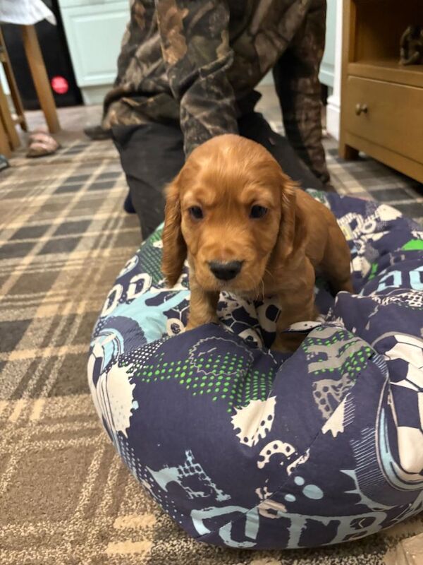 Cocker Spaniel puppies for sale in Bishop Auckland, County Durham β KC registered, 7 weeks old - Image 3 of 6