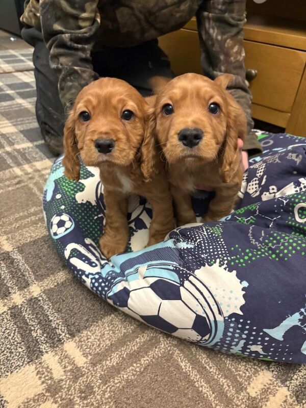 Cocker Spaniel puppies for sale in Bishop Auckland, County Durham β KC registered, 7 weeks old - Image 4 of 6