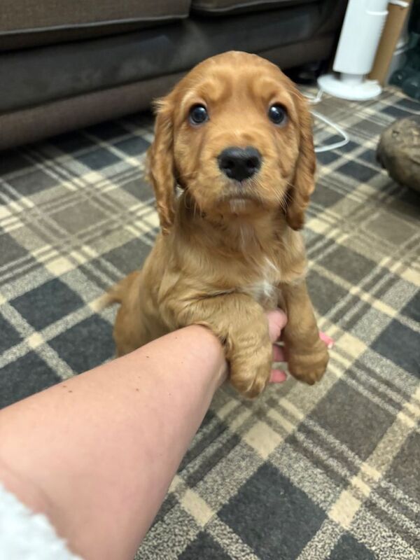 Cocker Spaniel puppies for sale in Bishop Auckland, County Durham β KC registered, 7 weeks old - Image 5 of 6