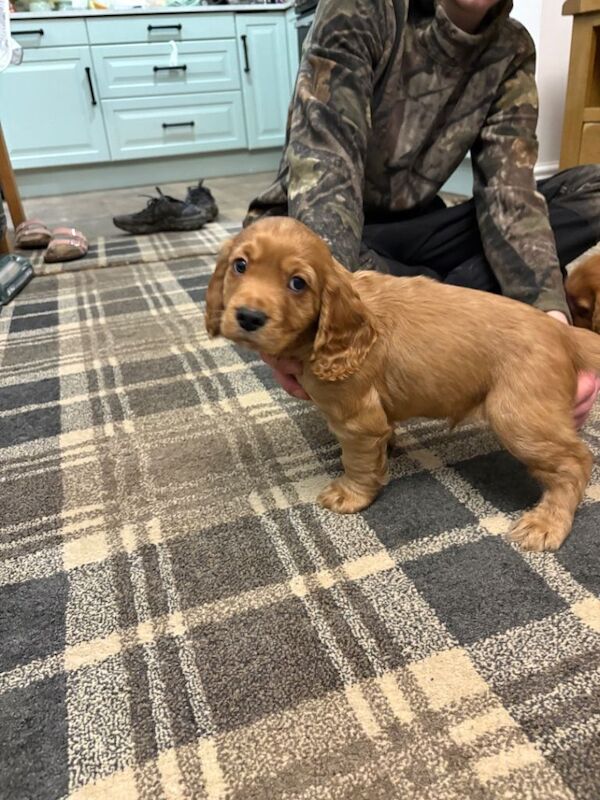 Cocker Spaniel puppies for sale in Bishop Auckland, County Durham β KC registered, 7 weeks old - Image 6 of 6