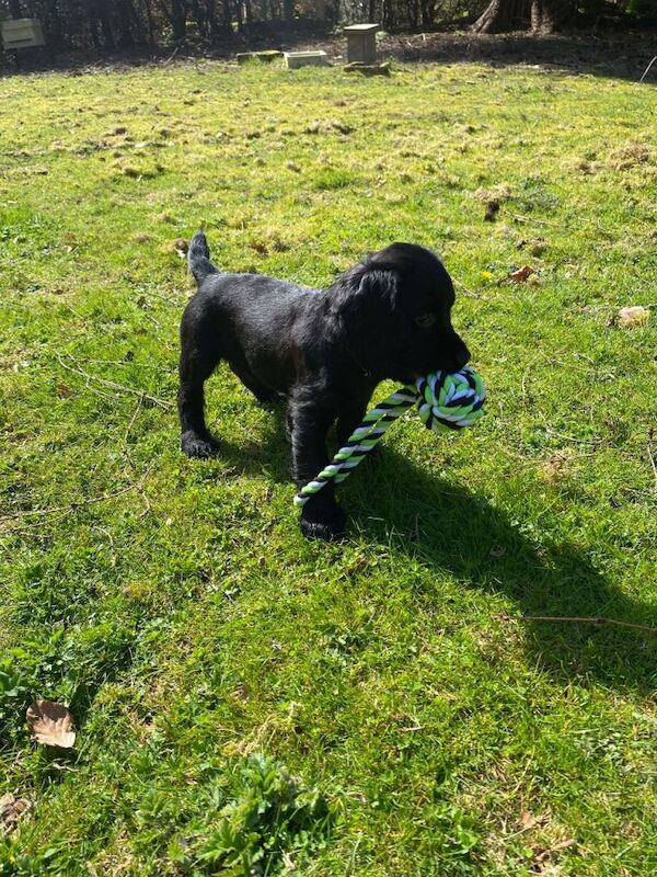 Kennel Club Registered Cocker Spaniel Puppies For Sale