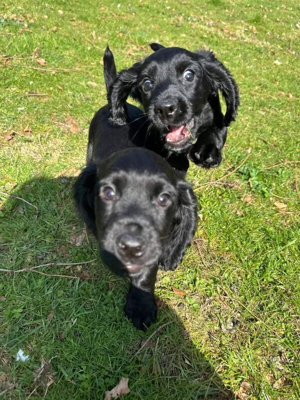 Stunning cocker spaniel puppies - Image 3 of 4
