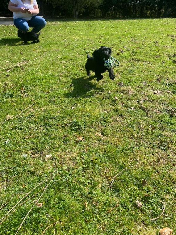 Stunning cocker spaniel puppies - Image 4 of 4