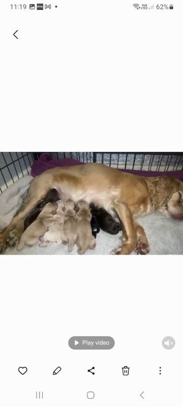 Stunning cocker spaniel puppies