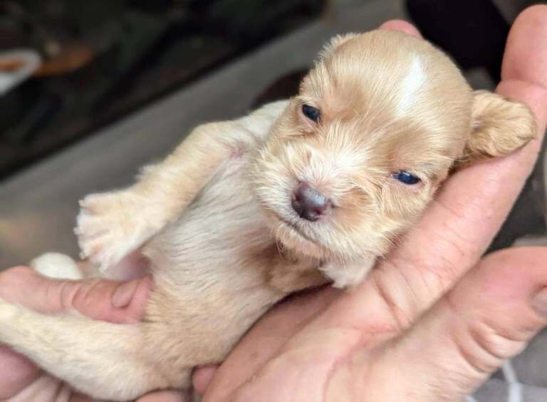 Stunning cocker spaniel puppies - Image 2 of 5