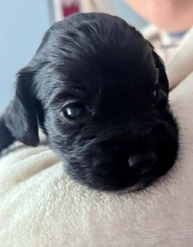Stunning cocker spaniel puppies - Image 3 of 5