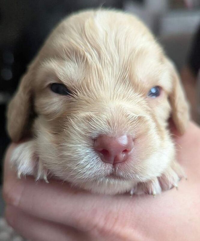 Stunning cocker spaniel puppies - Image 4 of 5