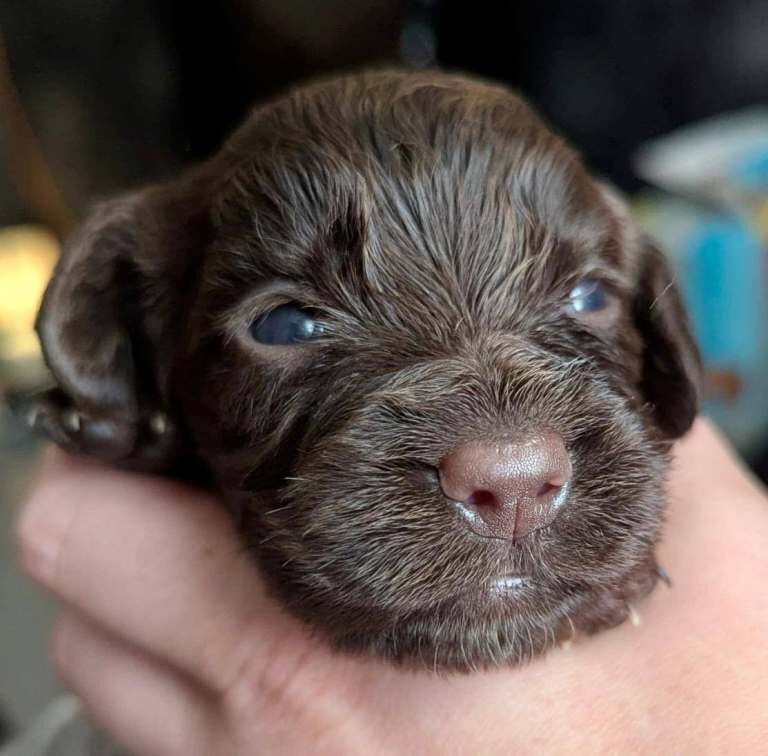 Stunning cocker spaniel puppies - Image 5 of 5