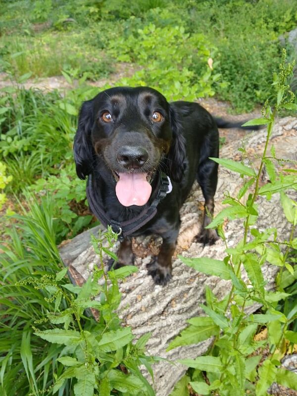 Stunning Cocker Spaniel puppies for sale in Warminster, Wiltshire