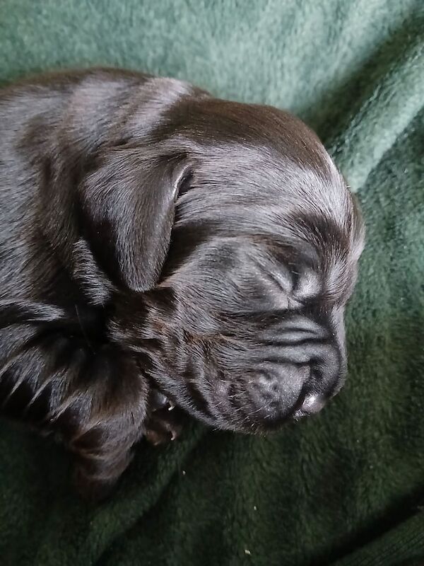 Stunning Cocker Spaniel puppies for sale in Warminster, Wiltshire | Image 2