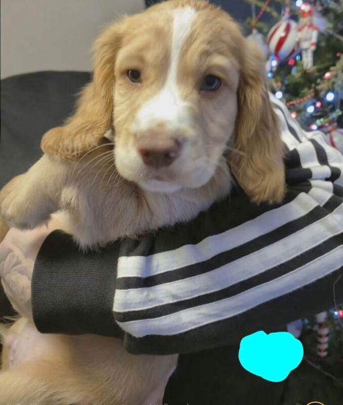 Cocker Spaniel puppies for sale in Carlisle, Cumbria – 8 weeks old