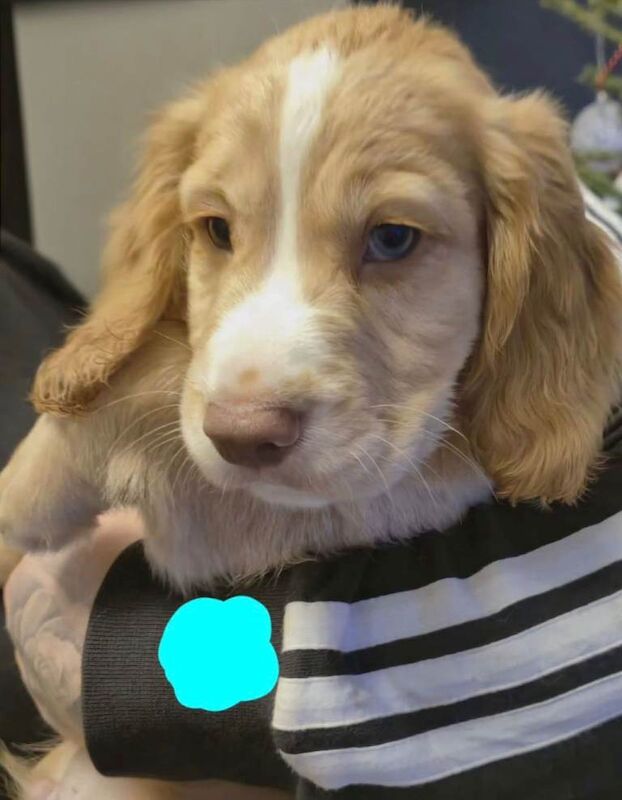 Cocker Spaniel puppies for sale in Carlisle, Cumbria – 8 weeks old - Image 2 of 6