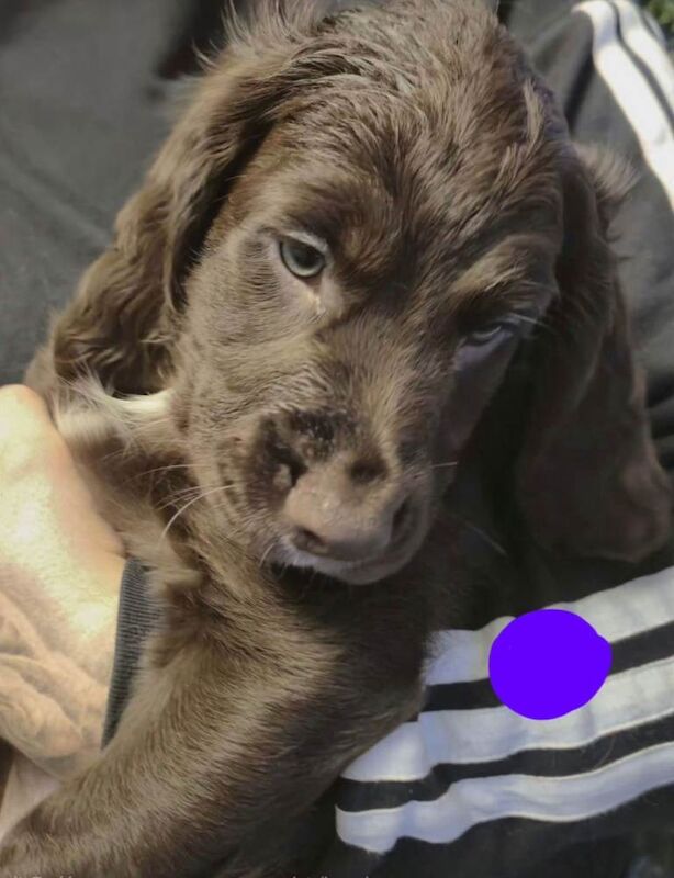 Cocker Spaniel puppies for sale in Carlisle, Cumbria – 8 weeks old - Image 3 of 6