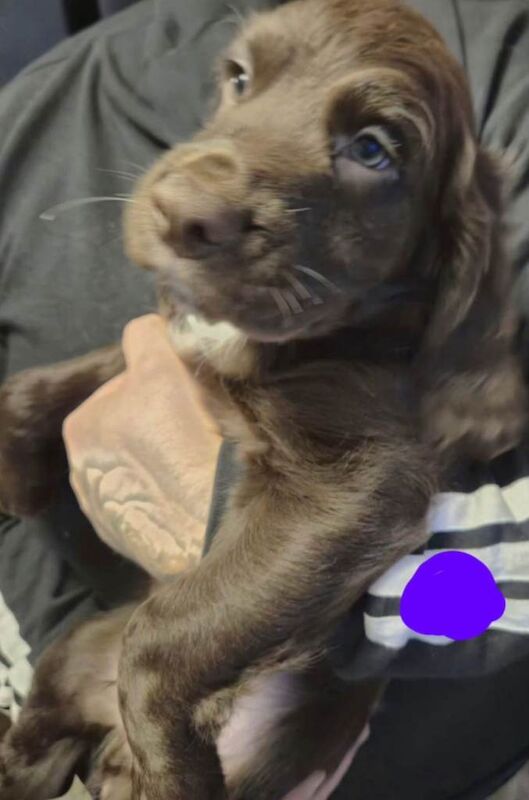 Cocker Spaniel puppies for sale in Carlisle, Cumbria – 8 weeks old - Image 4 of 6