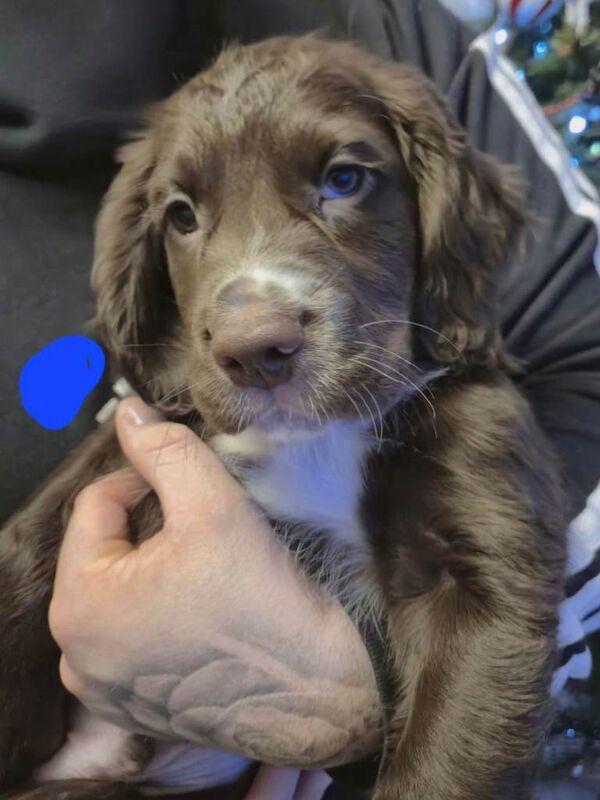 Cocker Spaniel puppies for sale in Carlisle, Cumbria – 8 weeks old - Image 5 of 6