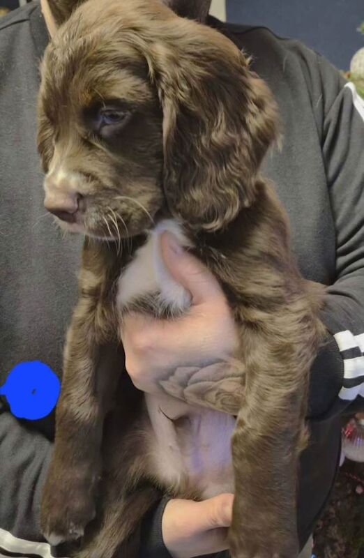 Cocker Spaniel puppies for sale in Carlisle, Cumbria – 8 weeks old - Image 6 of 6