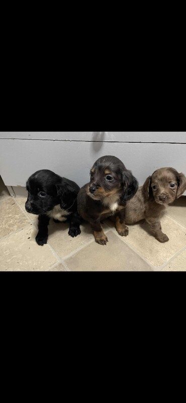 Cocker Spaniel puppies for sale in Bridport, Dorset – 8 weeks old