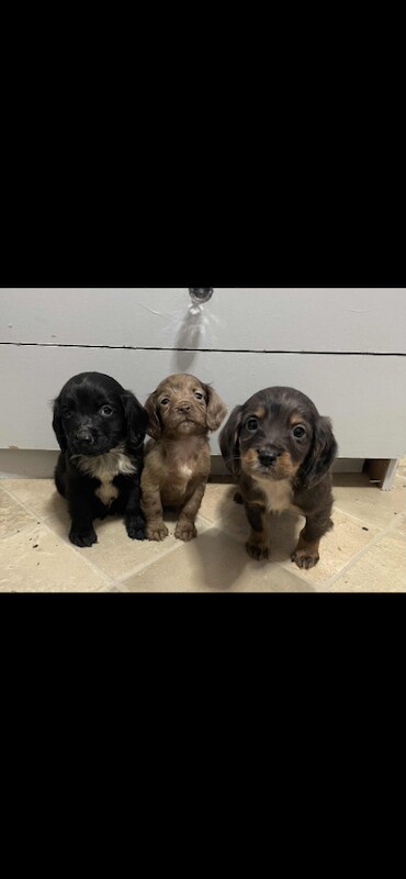 Cocker Spaniel puppies for sale in Bridport, Dorset – 8 weeks old - Image 3 of 6