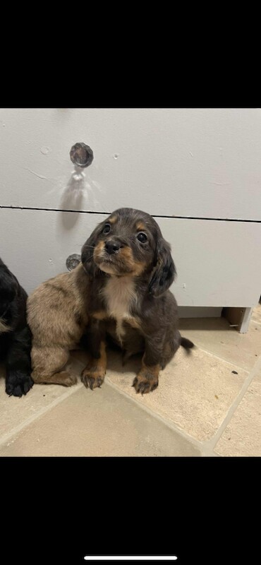 Cocker Spaniel puppies for sale in Bridport, Dorset – 8 weeks old - Image 4 of 6