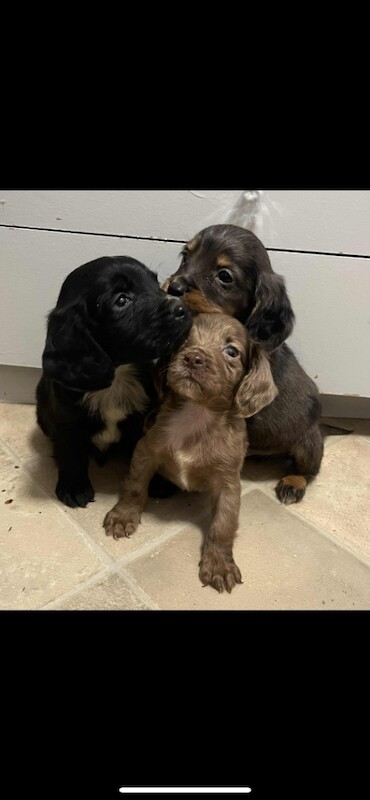 Cocker Spaniel puppies for sale in Bridport, Dorset – 8 weeks old - Image 5 of 6