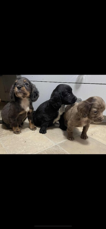Cocker Spaniel puppies for sale in Bridport, Dorset – 8 weeks old - Image 6 of 6