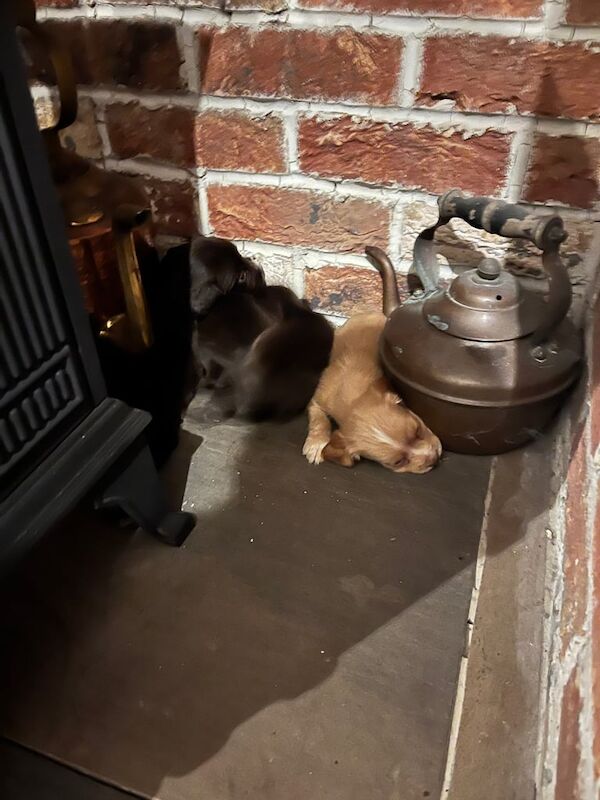 Cocker Spaniel puppies for sale in Pontefract, West Yorkshire – 1 year old - Image 2 of 3