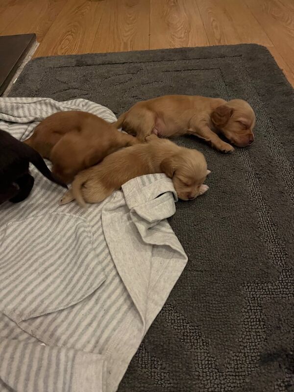 Cocker Spaniel puppies for sale in Pontefract, West Yorkshire – 1 year old - Image 3 of 3